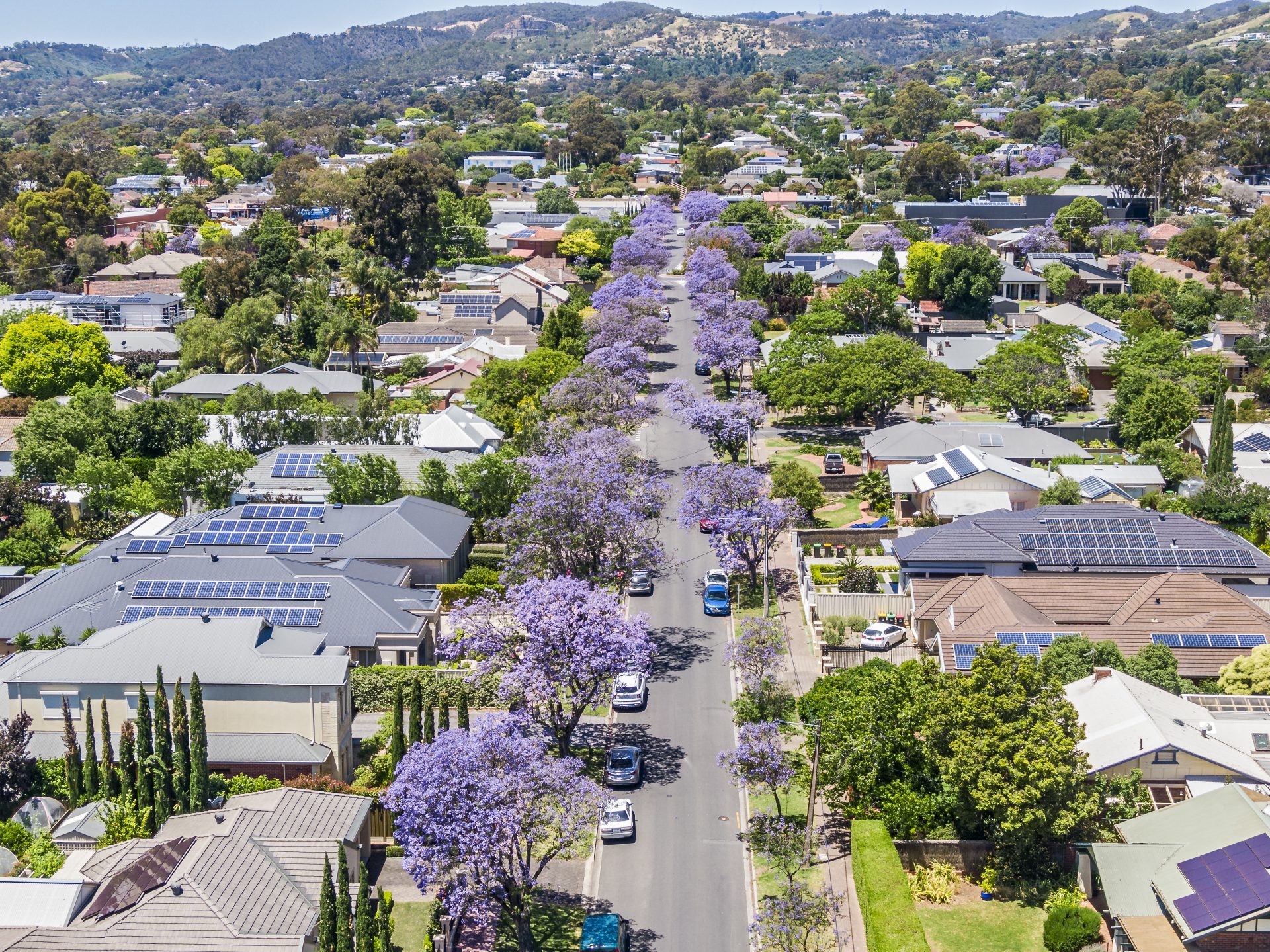 Aerial view of purple Jacaranda Street Trees blooming in Adelaide's Eastern Suburbs Image of iStock 1356458811 scaled